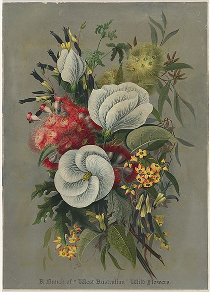 Title: bA bunch of 'West Australian' wildflowers. | Date: 1889, December | Technique: b'lithograph, printed in colour, from multiple stones' Title: bA bunch of 'West Australian' wildflowers. | Date: 1889, December | Technique: b'lithograph, printed in colour, from multiple stones'