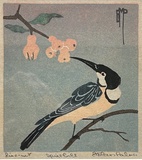 Artist: Palmer, Ethleen. | Title: Spinebill. | Date: 1930s (about)
