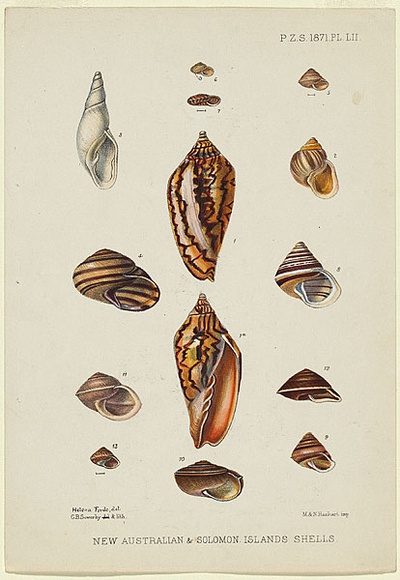Artist: b'Scott, Helena.' | Title: b'New Australian and Solomon Islands Shells.' | Date: 1871 | Technique: b'lithograph, printed in colour, from multiple stones' Artist: b'Scott, Helena.' | Title: b'New Australian and Solomon Islands Shells.' | Date: 1871 | Technique: b'lithograph, printed in colour, from multiple stones'