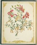 Artist: De Mole, Fanny. | Title: Templetonia. | Date: 1861 | Technique: lithograph, printed in black ink, from one stone; hand-coloured