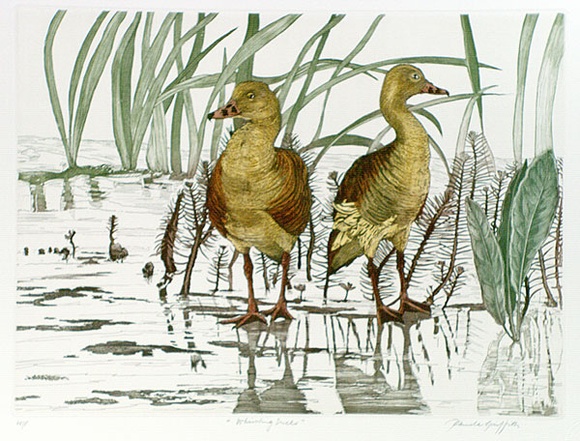 Artist: b'GRIFFITH, Pamela' | Title: b'Whistling ducks' | Date: 1989 | Technique: b'hard ground, aquatint, burnishing, hand tinting on one copper plate' | Copyright: b'\xc2\xa9 Pamela Griffith' Artist: b'GRIFFITH, Pamela' | Title: b'Whistling ducks' | Date: 1989 | Technique: b'hard ground, aquatint, burnishing, hand tinting on one copper plate' | Copyright: b'\xc2\xa9 Pamela Griffith'