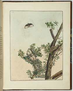 Artist: Lewin, J.W. | Title: Cryptophasa pultenoe | Date: 8 April 1803 (imprint) | Technique: etching, printed in black ink, from one copper plate; hand-coloured