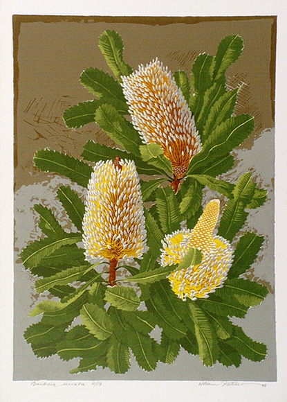 Artist: b'letcher, William.' | Title: b'Banksia Serrata.' | Date: 1978 | Technique: b'screenprint, printed in colour, from multiple stencils' | Copyright: b'With the permission of The William Fletcher Trust which provides assistance to young artists.' Artist: b'letcher, William.' | Title: b'Banksia Serrata.' | Date: 1978 | Technique: b'screenprint, printed in colour, from multiple stencils' | Copyright: b'With the permission of The William Fletcher Trust which provides assistance to young artists.'