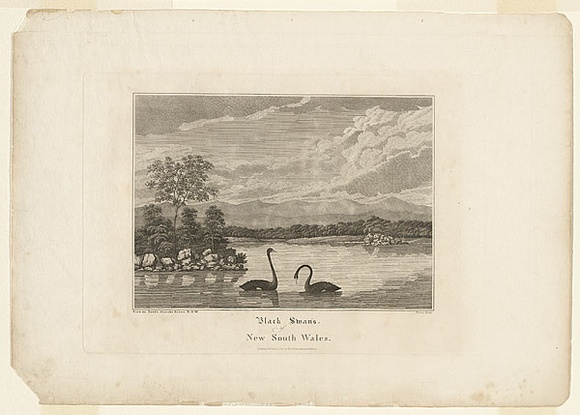 Title: b'Black swans of New South Wales.' | Date: 1817-19 | Technique: b'engraving, printed in black ink, from one copper plate' Title: b'Black swans of New South Wales.' | Date: 1817-19 | Technique: b'engraving, printed in black ink, from one copper plate'