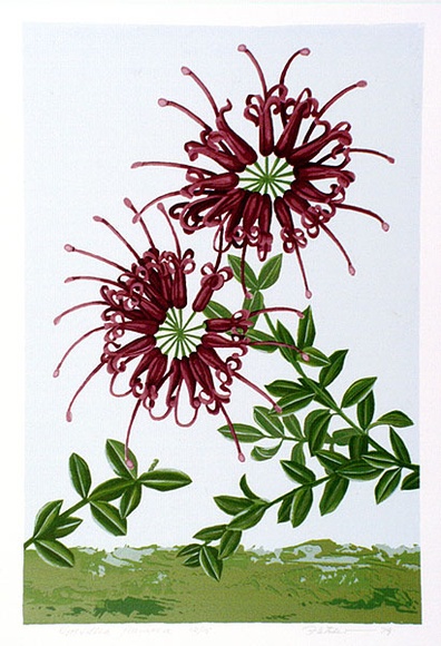 Artist: b'letcher, William.' | Title: b'Grevillea punicea.' | Date: 1979 | Technique: b'screenprint, printed in colour, from multiple stencils' | Copyright: b'With the permission of The William Fletcher Trust which provides assistance to young artists.' Artist: b'letcher, William.' | Title: b'Grevillea punicea.' | Date: 1979 | Technique: b'screenprint, printed in colour, from multiple stencils' | Copyright: b'With the permission of The William Fletcher Trust which provides assistance to young artists.'