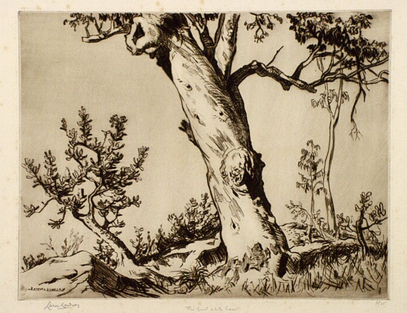 Artist: b'LINDSAY, Lionel' | Title: b'The great white gum, Wahroonga, Sydney' | Date: 1937 | Technique: b'drypoint, printed in brown ink with plate-tone, from one plate' | Copyright: b'Courtesy of the National Library of Australia' Artist: b'LINDSAY, Lionel' | Title: b'The great white gum, Wahroonga, Sydney' | Date: 1937 | Technique: b'drypoint, printed in brown ink with plate-tone, from one plate' | Copyright: b'Courtesy of the National Library of Australia'