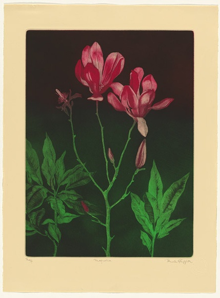 Artist: b'GRIFFITH, Pamela' | Title: b'Magnolia' | Date: 1984 | Technique: b'hardground-etching, aquatint and burnishing, printed in colour, from two zinc plates' | Copyright: b'\xc2\xa9 Pamela Griffith' Artist: b'GRIFFITH, Pamela' | Title: b'Magnolia' | Date: 1984 | Technique: b'hardground-etching, aquatint and burnishing, printed in colour, from two zinc plates' | Copyright: b'\xc2\xa9 Pamela Griffith'
