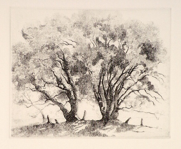 Artist: b'FEINT, Adrian' | Title: b'Basket willow.' | Date: (1922) | Technique: b'etching, printed in black ink, from one plate' | Copyright: b'Courtesy the Estate of Adrian Feint' Artist: b'FEINT, Adrian' | Title: b'Basket willow.' | Date: (1922) | Technique: b'etching, printed in black ink, from one plate' | Copyright: b'Courtesy the Estate of Adrian Feint'