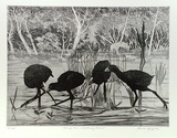 Artist: GRIFFITH, Pamela | Title: Swamp Hen and hungry brood | Date: 1989 | Technique: hard ground, aquatint, soft ground, sugarlift, burnishing, printed in black ink, from one copper plate | Copyright: © Pamela Griffith