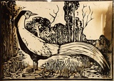 Artist: Taylor, John H. | Title: The worried pheasant | Date: 1967 | Technique: linocut, printed in black ink, from one block