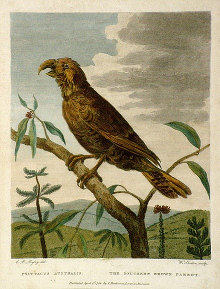 Artist: b'Skelton, William.' | Title: b'Psittacus Australia.The Southern Brown Parrot | Date: 1792 | Technique: b'engraving, printed in black ink, from one copper plate; hand-coloured' Artist: b'Skelton, William.' | Title: b'Psittacus Australia.The Southern Brown Parrot | Date: 1792 | Technique: b'engraving, printed in black ink, from one copper plate; hand-coloured'