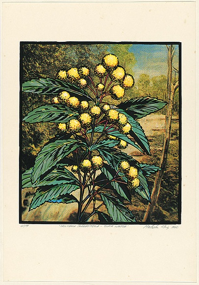 Title: b'Callicoma serratifolia - black wattle' | Date: 1990 | Technique: b'screenprint, printed in colour, from multiple stencils' Title: b'Callicoma serratifolia - black wattle' | Date: 1990 | Technique: b'screenprint, printed in colour, from multiple stencils'