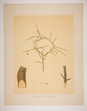 Artist: b'Fiveash, Rosa' | Title: b'Exorcarpus aphylla.' | Date: 1882 | Technique: b'lithograph, printed in colour, from multiple stones [or plates]'