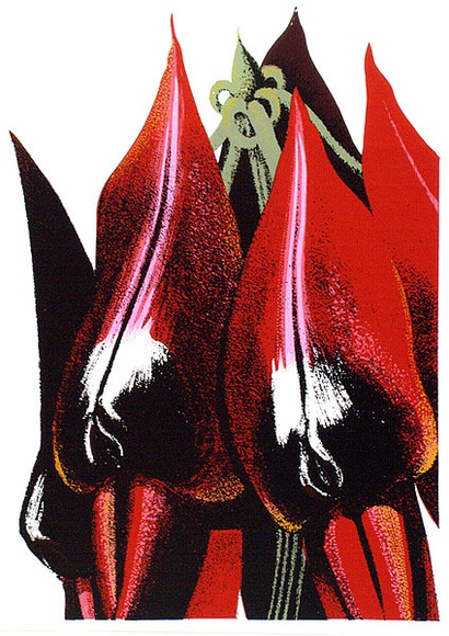 Artist: b'Newmarch, Ann.' | Title: b'Malu Karu (Sturt Desert Pea)' | Date: 1980 | Technique: b'screenprint, printed in colour, from multiple stencils' Artist: b'Newmarch, Ann.' | Title: b'Malu Karu (Sturt Desert Pea)' | Date: 1980 | Technique: b'screenprint, printed in colour, from multiple stencils'