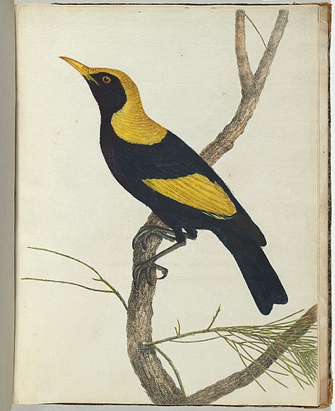 Artist: b'Lewin, J.W.' | Title: b'King honeysucker.' | Date: 12 December 1803 | Technique: b'etching, printed in black ink, from one copper plate; hand-coloured; letterpress text' Artist: b'Lewin, J.W.' | Title: b'King honeysucker.' | Date: 12 December 1803 | Technique: b'etching, printed in black ink, from one copper plate; hand-coloured; letterpress text'