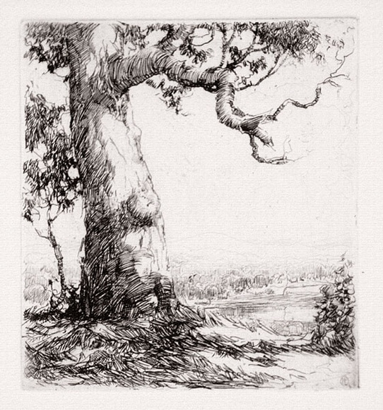 Artist: b'Herbert, Harold.' | Title: b'The old gum' | Date: c.1928 | Technique: b'etching, printed in black ink, from one plate' Artist: b'Herbert, Harold.' | Title: b'The old gum' | Date: c.1928 | Technique: b'etching, printed in black ink, from one plate'