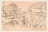 Title: b'Cycads and bungle bungles' | Date: 2000 | Technique: b'lithograph, printed in colour, from multiple zinc carbide plates; additional hand colouring'