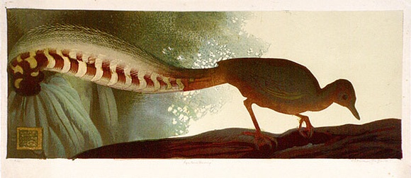 Artist: b'Griffin, Murray.' | Title: b'Lyre bird feeding' | Date: 1935 | Technique: b'linocut, printed in colour, from multiple blocks' Artist: b'Griffin, Murray.' | Title: b'Lyre bird feeding' | Date: 1935 | Technique: b'linocut, printed in colour, from multiple blocks'