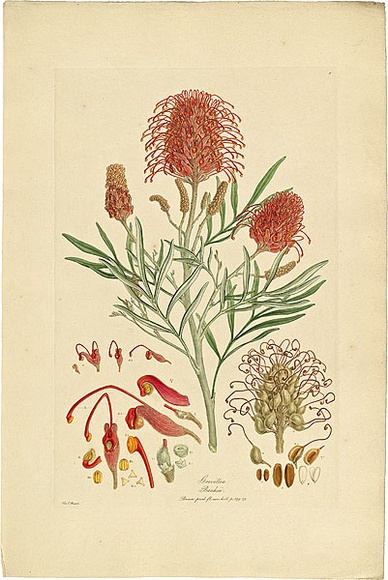 Artist: b'Bauer, Ferdinand.' | Title: b'Grevillea banksii.' | Date: 1806-13 | Technique: b'engraving, printed in colour, from one plate; hand-coloured; letterpress' Artist: b'Bauer, Ferdinand.' | Title: b'Grevillea banksii.' | Date: 1806-13 | Technique: b'engraving, printed in colour, from one plate; hand-coloured; letterpress'