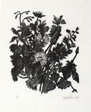 Artist: b'Miller, Max.' | Title: b'Foliage, flowers' | Date: 1971 | Technique: b'wood-engraving, printed inblack ink, from one block'