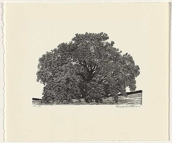 Artist: b'Atkins, Ros.' | Title: b'Oak' | Date: 1998, July | Technique: b'linocut, printed in black ink, from one block' Artist: b'Atkins, Ros.' | Title: b'Oak' | Date: 1998, July | Technique: b'linocut, printed in black ink, from one block'
