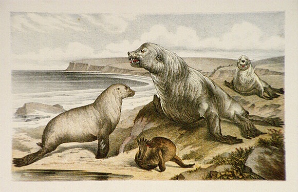 Artist: b'Berkeley Public School.' | Title: b'Enotaria Cinerea - Australian sea-bear or fur seal; Cyclodus gigas - Northern blue-tongue lizard' | Date: 1883 | Technique: b'lithograph, printed in colour, from six stones' Artist: b'Berkeley Public School.' | Title: b'Enotaria Cinerea - Australian sea-bear or fur seal; Cyclodus gigas - Northern blue-tongue lizard' | Date: 1883 | Technique: b'lithograph, printed in colour, from six stones'