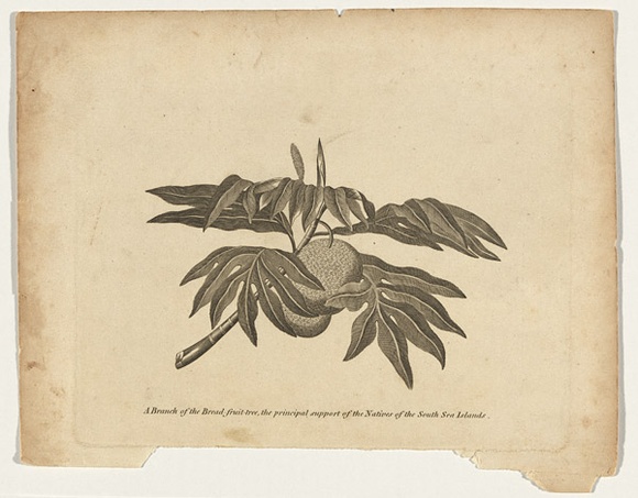 Title: b'A branch of the bread-fruit tree, the principal support of the natives of the South Sea Islands' | Date: c.1800 | Technique: b'engraving, printed in black ink, from one copper plate' Title: b'A branch of the bread-fruit tree, the principal support of the natives of the South Sea Islands' | Date: c.1800 | Technique: b'engraving, printed in black ink, from one copper plate'