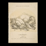 Artist: Degotardi, John. | Title: Shells of ocean. [words by J.W. Lake; music by J.W. Cherry]. | Date: 1853 or 1854