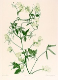 Artist: GRIFFITH, Pamela | Title: Sweet Pea | Date: 1988 | Technique: hardground-etching and aquatint, printed in green ink, from one copper plate | Copyright: © Pamela Griffith
