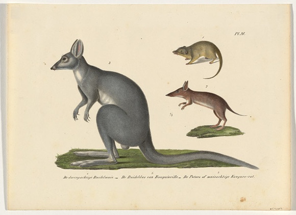 Title: b'De dwergachtige Buidelmuis, De Buidelas van Bougainville, De Potoro of muisachtige Kanguro-rat' | Technique: b'lithograph, printed in black ink, from one stone; hand-coloured' Title: b'De dwergachtige Buidelmuis, De Buidelas van Bougainville, De Potoro of muisachtige Kanguro-rat' | Technique: b'lithograph, printed in black ink, from one stone; hand-coloured'
