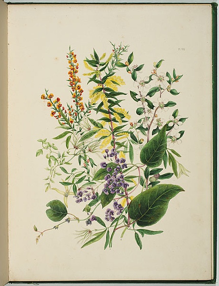 Artist: b'Charsley, Fanny Anne.' | Title: b'Daviesia ulicina, hardenbergia monophylla, acacia oxycedrus, clematis microphylla and leptospermum l\xc3\xa6vigatum.' | Date: 1867 | Technique: b'lithograph, printed in black ink, from one stone; handcoloured' Artist: b'Charsley, Fanny Anne.' | Title: b'Daviesia ulicina, hardenbergia monophylla, acacia oxycedrus, clematis microphylla and leptospermum l\xc3\xa6vigatum.' | Date: 1867 | Technique: b'lithograph, printed in black ink, from one stone; handcoloured'