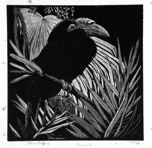 Artist: b'LINDSAY, Lionel' | Title: b'Hornbill' | Date: 1931 | Technique: b'wood-engraving, printed in black ink, from one block' | Copyright: b'Courtesy of the National Library of Australia' Artist: b'LINDSAY, Lionel' | Title: b'Hornbill' | Date: 1931 | Technique: b'wood-engraving, printed in black ink, from one block' | Copyright: b'Courtesy of the National Library of Australia'