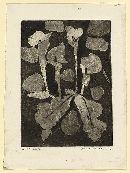 Artist: b'WILLIAMS, Fred' | Title: b'Lilies' | Date: 1962 | Technique: b'etching, aquatint, engraving, drypoint' | Copyright: b'\xc2\xa9 Fred Williams Estate' Artist: b'WILLIAMS, Fred' | Title: b'Lilies' | Date: 1962 | Technique: b'etching, aquatint, engraving, drypoint' | Copyright: b'\xc2\xa9 Fred Williams Estate'