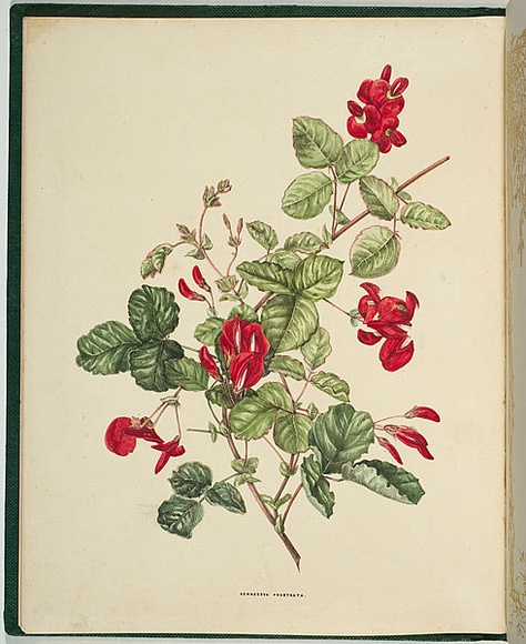 Artist: b'De Mole, Fanny.' | Title: b'Kenneedya prostrata.' | Date: 1861 | Technique: b'lithograph, printed in black ink, from one stone; hand-coloured' Artist: b'De Mole, Fanny.' | Title: b'Kenneedya prostrata.' | Date: 1861 | Technique: b'lithograph, printed in black ink, from one stone; hand-coloured'