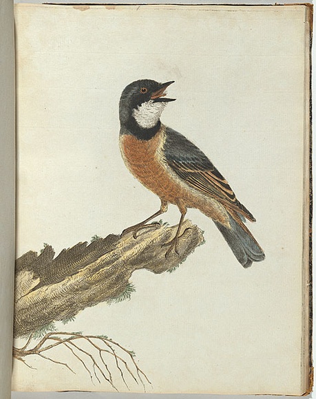 Artist: b'Lewin, J.W.' | Title: b'Orange breast thrush.' | Date: 1803-1805 | Technique: b'etching, printed in black ink, from one copper plate; hand-coloured' Artist: b'Lewin, J.W.' | Title: b'Orange breast thrush.' | Date: 1803-1805 | Technique: b'etching, printed in black ink, from one copper plate; hand-coloured'