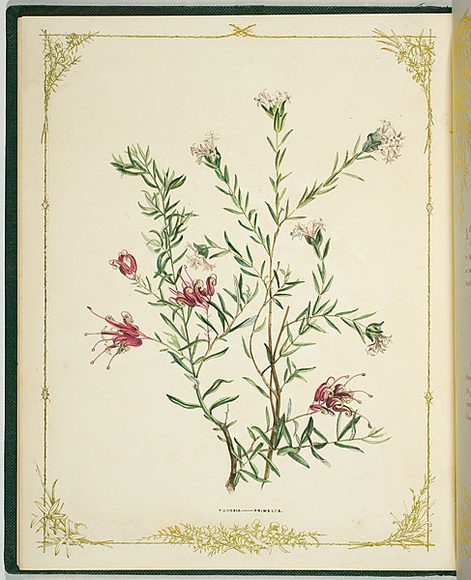 Artist: b'De Mole, Fanny.' | Title: b'Fuchsia and primelia.' | Date: 1861 | Technique: b'lithograph, printed in black ink, from one stone; hand-coloured' Artist: b'De Mole, Fanny.' | Title: b'Fuchsia and primelia.' | Date: 1861 | Technique: b'lithograph, printed in black ink, from one stone; hand-coloured'