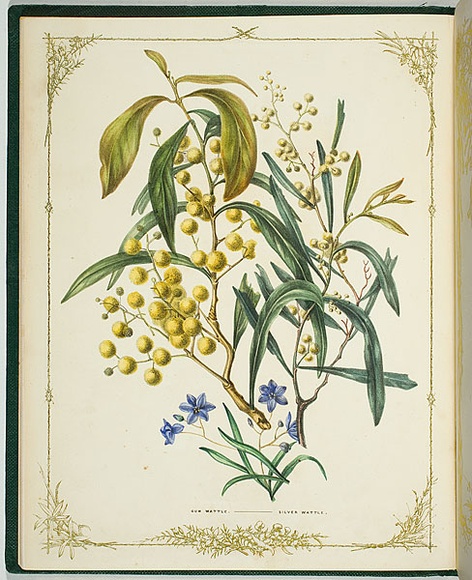 Artist: b'De Mole, Fanny.' | Title: b'Gum wattle and silver wattle.' | Date: 1861 | Technique: b'lithograph, printed in black ink, from one stone; hand-coloured' Artist: b'De Mole, Fanny.' | Title: b'Gum wattle and silver wattle.' | Date: 1861 | Technique: b'lithograph, printed in black ink, from one stone; hand-coloured'