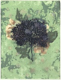 Title: Sea floor 62 | Date: 2009 | Technique: digital print, printed in colour, from digital file; etching, printed in blue ink, from one plate; hand-painted