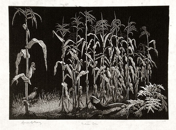 Artist: b'LINDSAY, Lionel' | Title: b'Indian corn' | Date: 1937 | Technique: b'wood-engraving, printed in black ink, from one block' | Copyright: b'Courtesy of the National Library of Australia' Artist: b'LINDSAY, Lionel' | Title: b'Indian corn' | Date: 1937 | Technique: b'wood-engraving, printed in black ink, from one block' | Copyright: b'Courtesy of the National Library of Australia'