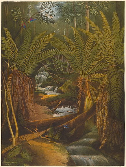 Artist: b'Chevalier, Nicholas.' | Title: b'Ferntree Gully, Mt. Useful, Gippsland.' | Date: 1865 | Technique: b'lithograph, printed in colour, from multiple stones' Artist: b'Chevalier, Nicholas.' | Title: b'Ferntree Gully, Mt. Useful, Gippsland.' | Date: 1865 | Technique: b'lithograph, printed in colour, from multiple stones'
