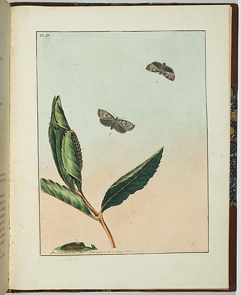 Artist: b'Lewin, J.W.' | Title: b'Tortrix australana' | Date: 08/05/1803 | Technique: b'etching, printed in black ink, from one copper plate; hand-coloured' Artist: b'Lewin, J.W.' | Title: b'Tortrix australana' | Date: 08/05/1803 | Technique: b'etching, printed in black ink, from one copper plate; hand-coloured'