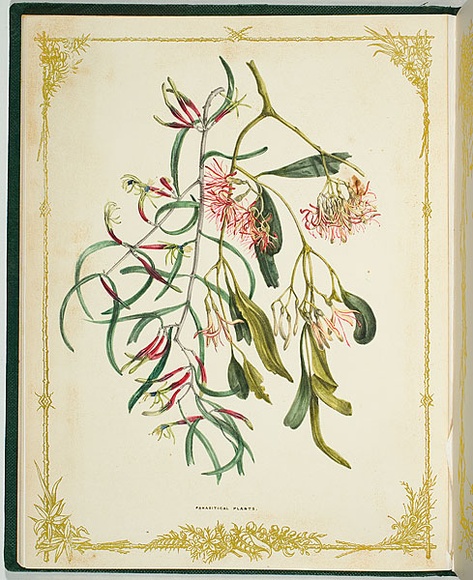 Artist: b'De Mole, Fanny.' | Title: b'Parasitical plants.' | Date: 1861 | Technique: b'lithograph, printed in black ink, from one stone; hand-coloured' Artist: b'De Mole, Fanny.' | Title: b'Parasitical plants.' | Date: 1861 | Technique: b'lithograph, printed in black ink, from one stone; hand-coloured'