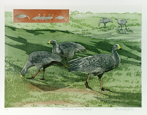 Artist: b'GRIFFITH, Pamela' | Title: b'Cape Barren Geese grazing' | Date: 1989 | Technique: b'hard ground, aquatint, from two copper plates; additional hand-tinting' | Copyright: b'\xc2\xa9 Pamela Griffith' Artist: b'GRIFFITH, Pamela' | Title: b'Cape Barren Geese grazing' | Date: 1989 | Technique: b'hard ground, aquatint, from two copper plates; additional hand-tinting' | Copyright: b'\xc2\xa9 Pamela Griffith'