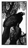 Artist: LINDSAY, Lionel | Title: Prince Albert's Curassow | Date: 1935 | Technique: wood-engraving, printed in black ink, from one block | Copyright: Courtesy of the National Library of Australia