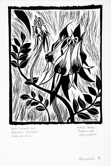 Artist: b'Newmarch, Ann.' | Title: b'Malu Karu (Sturt Desert Pea)' | Date: 1981 | Technique: b'linocut, printed in black ink, from one block' Artist: b'Newmarch, Ann.' | Title: b'Malu Karu (Sturt Desert Pea)' | Date: 1981 | Technique: b'linocut, printed in black ink, from one block'