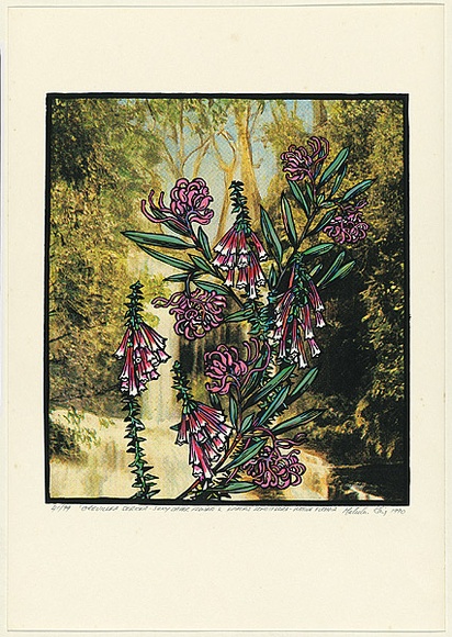 Title: b'Grevillea sericea - silky spider flower & epacris longiflora - native fuchia' | Date: 1990 | Technique: b'screenprint, printed in colour, from multiple stencils' Title: b'Grevillea sericea - silky spider flower & epacris longiflora - native fuchia' | Date: 1990 | Technique: b'screenprint, printed in colour, from multiple stencils'