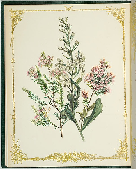 Artist: b'De Mole, Fanny.' | Title: b'Scaben and littorea.' | Date: 1861 | Technique: b'lithograph, printed in black ink, from one stone; hand-coloured' Artist: b'De Mole, Fanny.' | Title: b'Scaben and littorea.' | Date: 1861 | Technique: b'lithograph, printed in black ink, from one stone; hand-coloured'