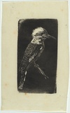 Artist: LINDSAY, Lionel | Title: Kookaburra | Date: 1910? | Technique: wood-engraving, printed in black ink, from one block | Copyright: Courtesy of the National Library of Australia