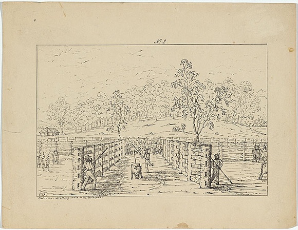 Artist: b'Fairholme, George Knight Erskine.' | Title: bAustralia. Drafting cattle in the 'stockyard'. | Date: c.1853 | Technique: b'lithograph, printed in black ink, from one stone' Artist: b'Fairholme, George Knight Erskine.' | Title: bAustralia. Drafting cattle in the 'stockyard'. | Date: c.1853 | Technique: b'lithograph, printed in black ink, from one stone'