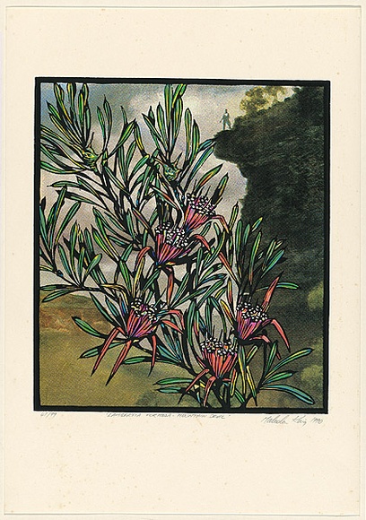 Title: b'Lambertina formosa - mountain devil' | Date: 1990 | Technique: b'screenprint, printed in colour, from multiple stencils' Title: b'Lambertina formosa - mountain devil' | Date: 1990 | Technique: b'screenprint, printed in colour, from multiple stencils'
